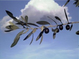The origin and expansion of olive tree